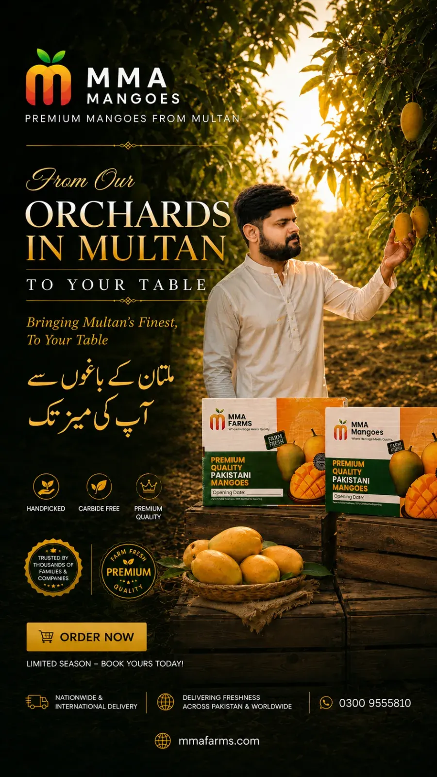 From our orchards in Multan to your table — premium handpicked, carbide-free Pakistani mangoes | MMA Farms