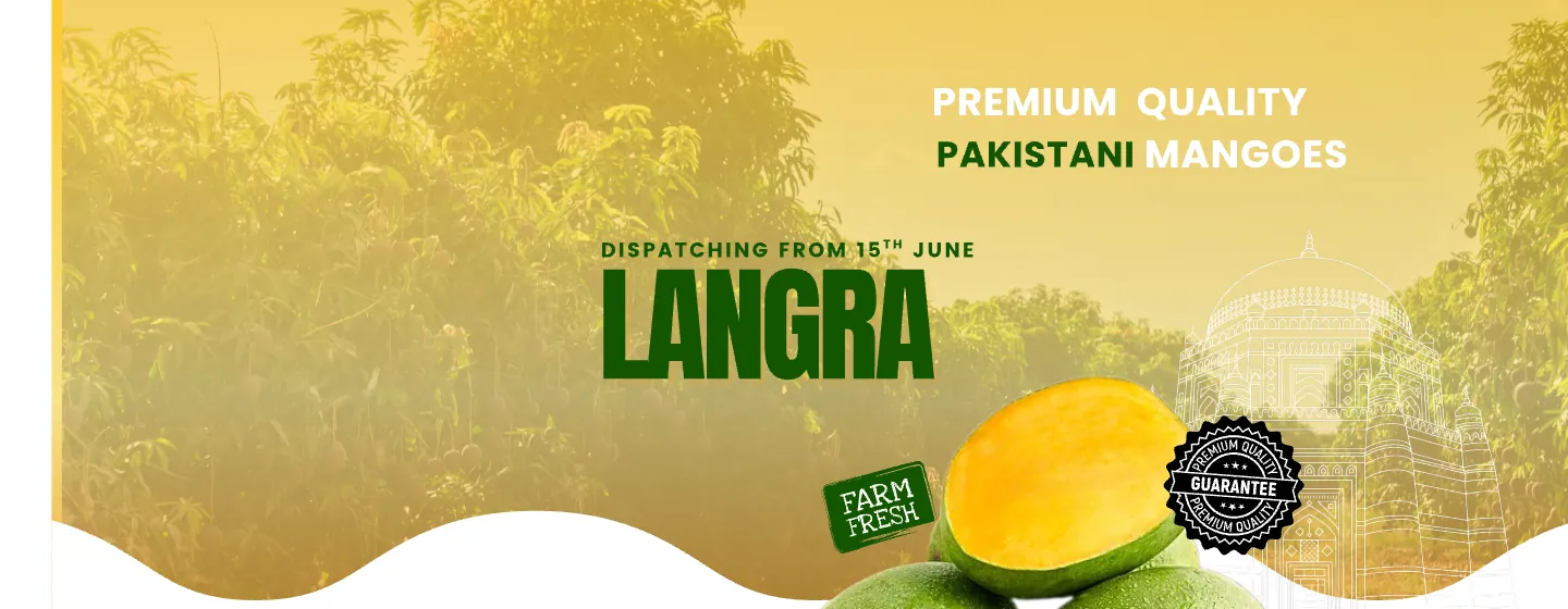 Langra Mangoes — Dispatching from 15th June | MMA Farms